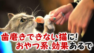 歯磨きできない猫に効果があるおやつ