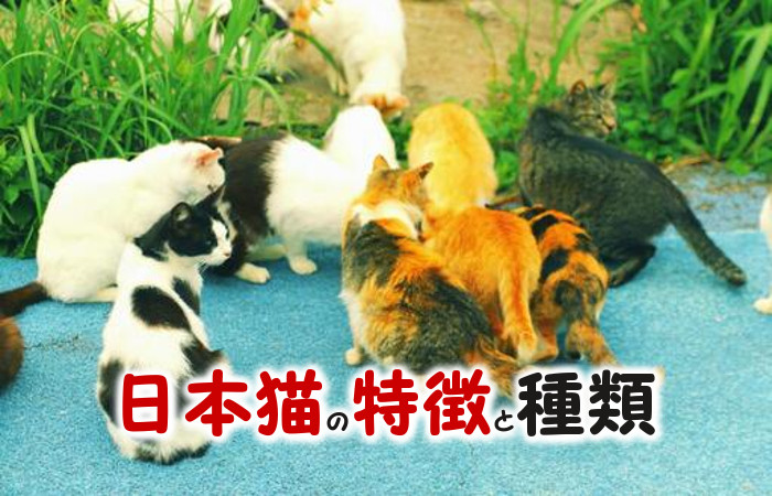 日本猫の特徴と種類