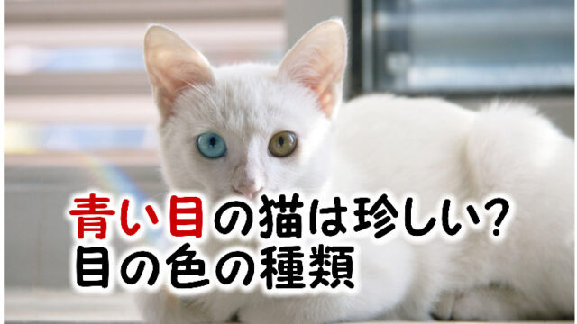 猫の目の色