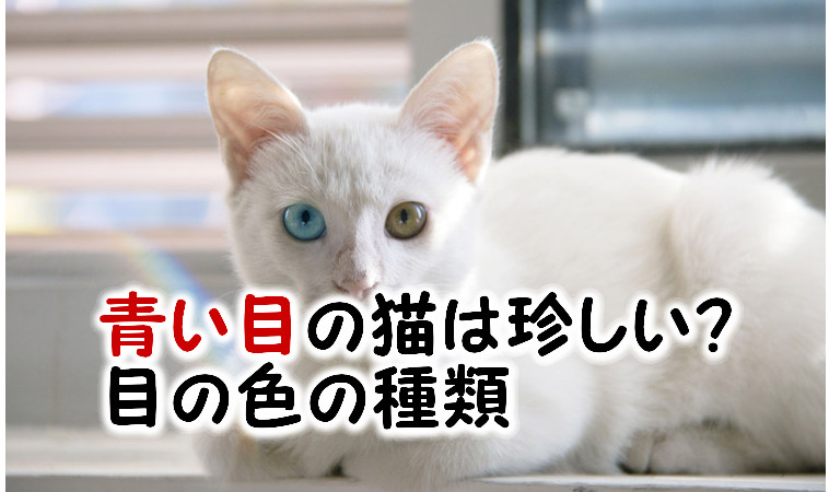 猫の目の色は何種類？青は珍しい？｜猫との生活 雑学ブログ